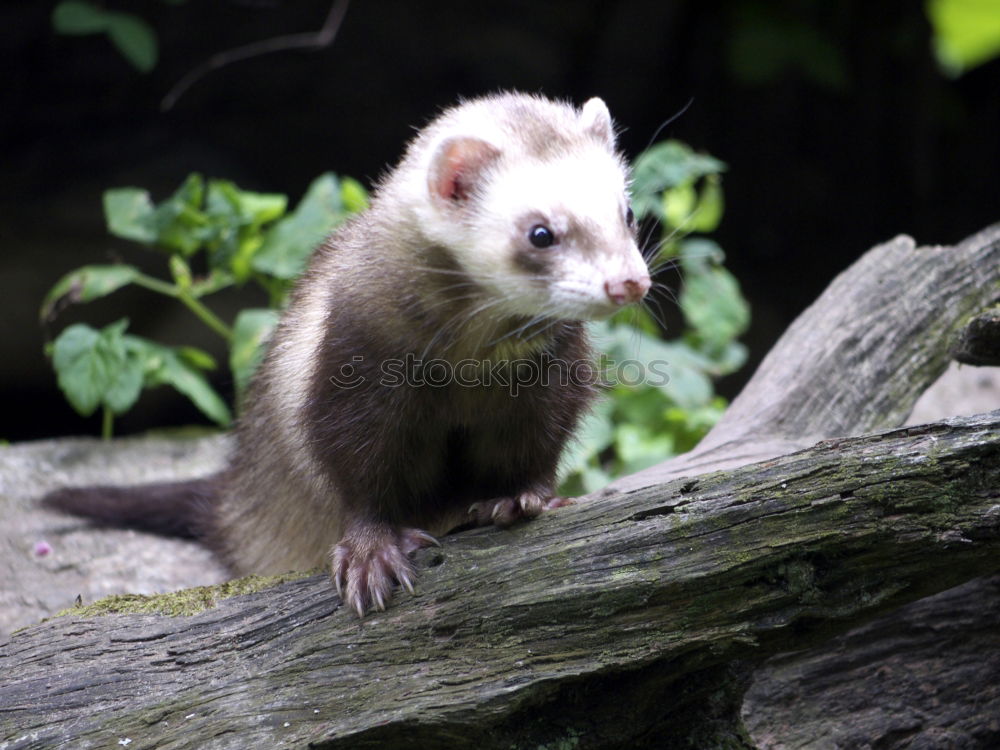 Similar – Image, Stock Photo RATatouille II Nature