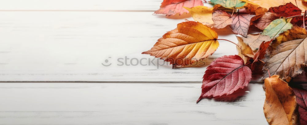 Similar – Image, Stock Photo Hands hold paper bag with autumn flowers and leaves