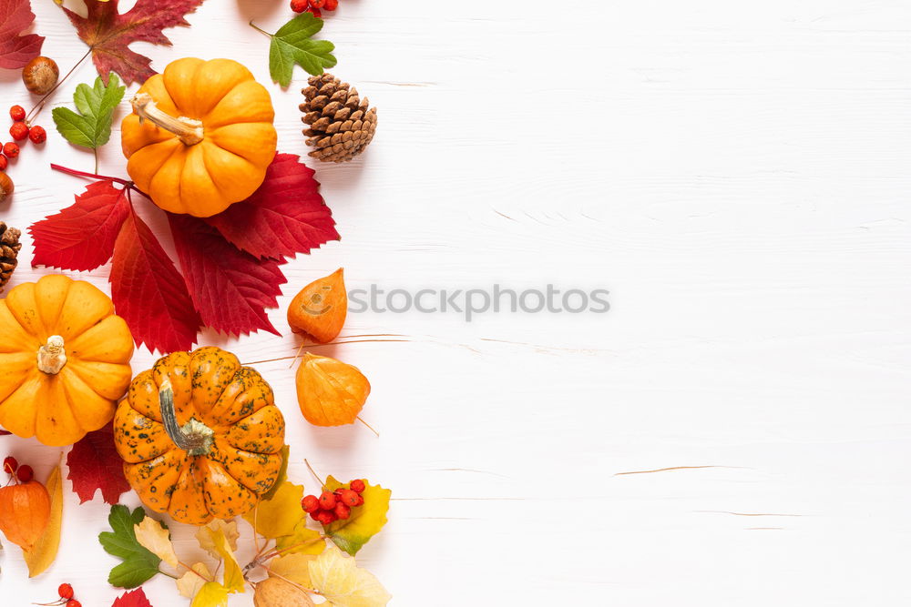 Similar – Autumn still life with pumpkins and autumn leaves