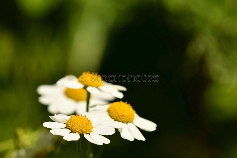 Similar – Image, Stock Photo small white Flower Plant