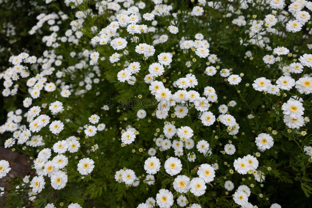 Similar – Image, Stock Photo Nest in the bush (anemone)