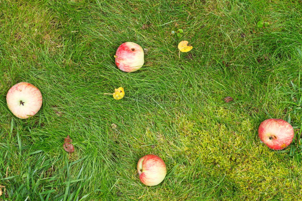 Similar – Image, Stock Photo scattered fruit Fruit