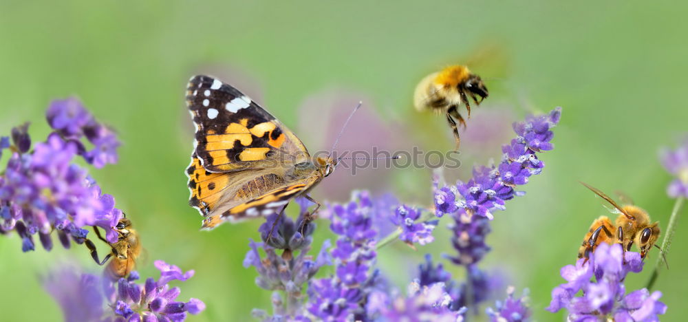 Image, Stock Photo A butterfly on lavender flowers