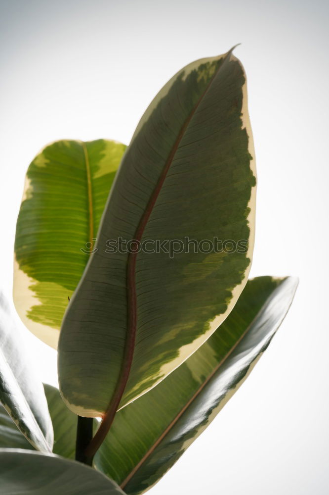 life Plant Leaf Green