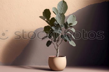 Similar – Dreieckiger Feigenbaum Ficus triangularis bonsai tree