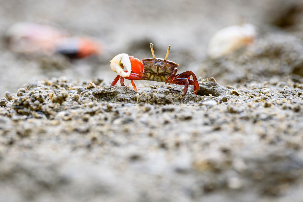 Similar – Foto Bild Tod eines Maikäfers Insekt