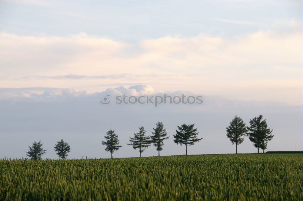 Similar – Sun goes down Tree Clouds