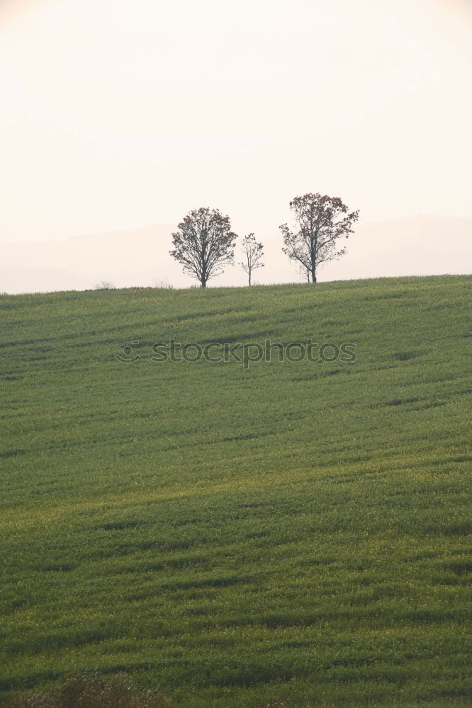 Similar – MoleCity Tree Meadow Field