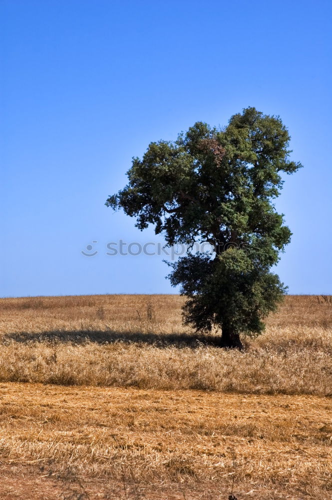 Similar – Foto Bild baum Umwelt Natur Pflanze