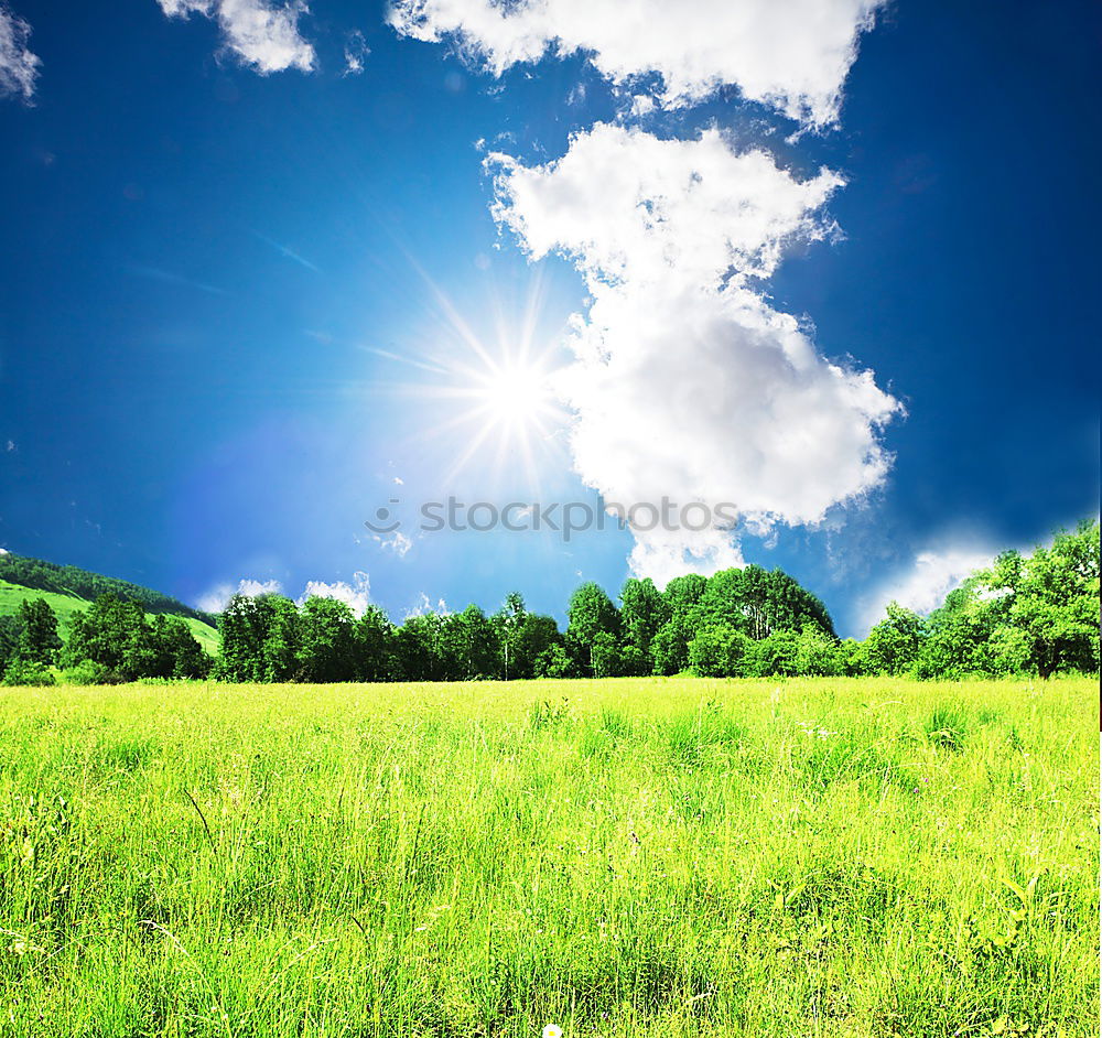 Similar – Baum im Grün Wiese Blume