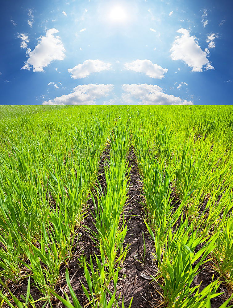 Similar – Image, Stock Photo Way to heaven Spring