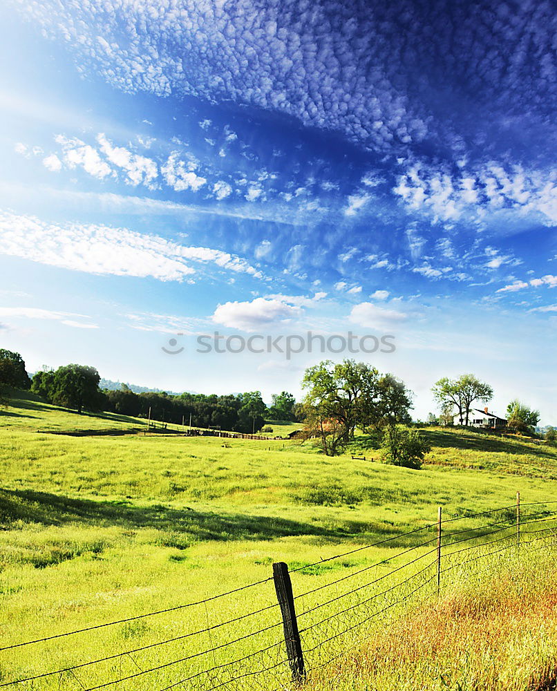 Similar – Image, Stock Photo Spoiled by the sun Vine