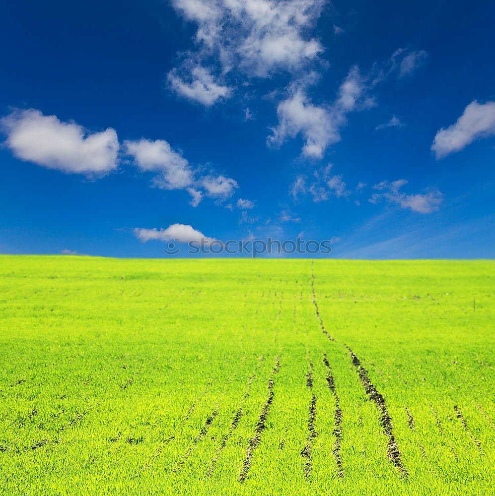 Similar – La Colza V Canola Plant