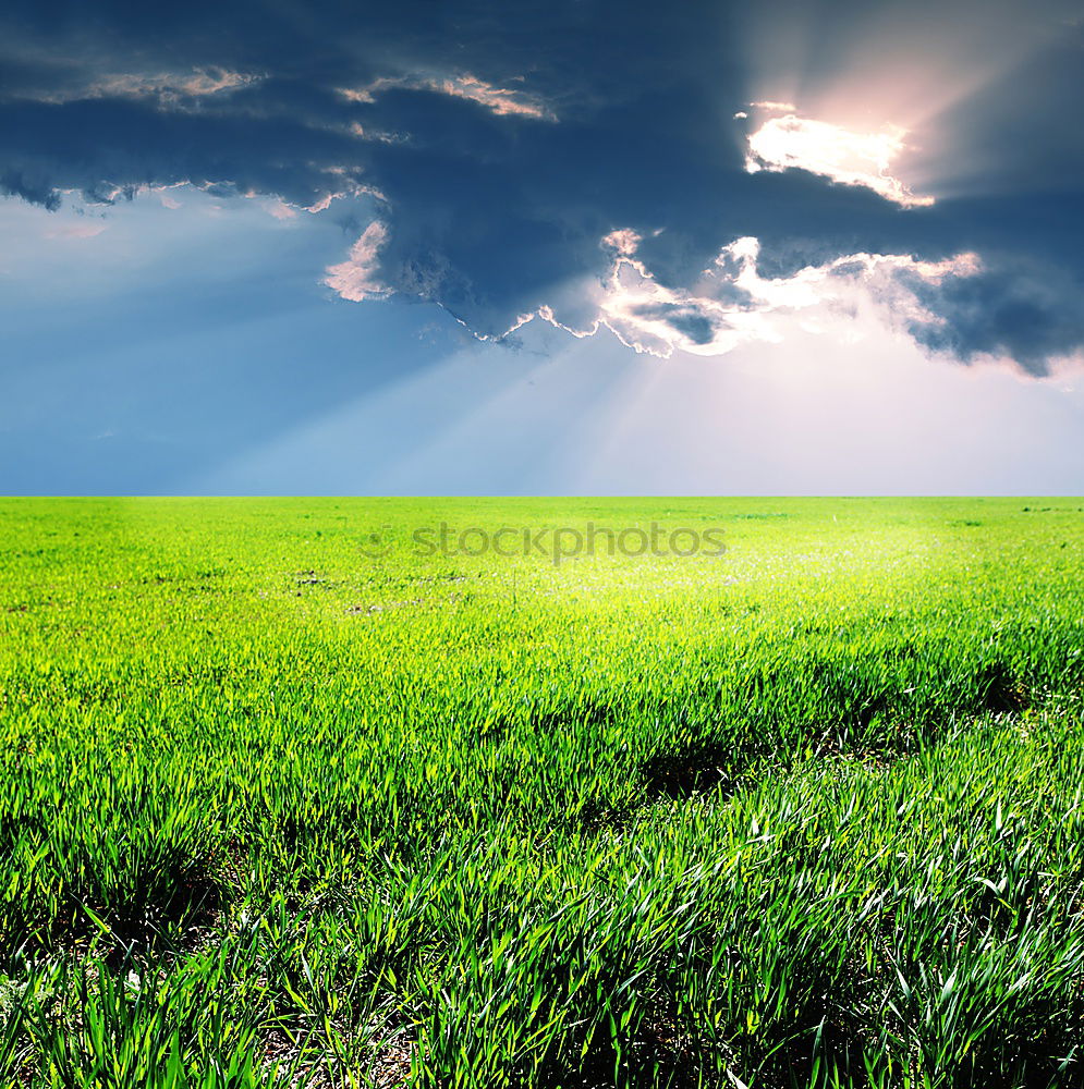 Similar – Image, Stock Photo Green and blue decorates the sow