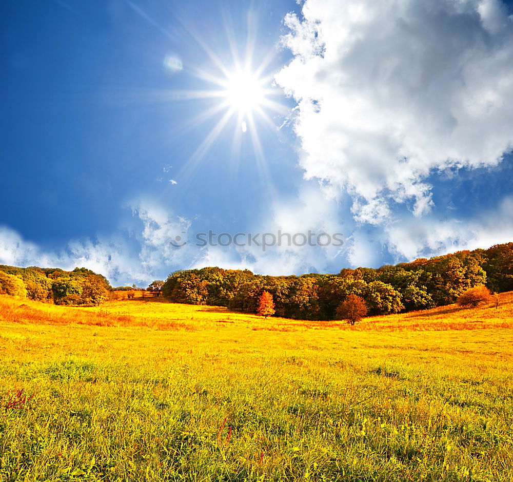 Similar – Image, Stock Photo naturally blonde