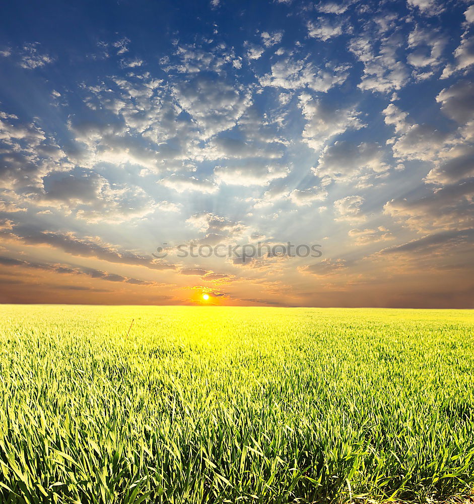 Similar – Image, Stock Photo Green and blue decorates the sow