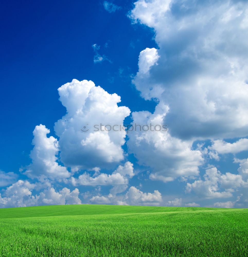 Similar – Foto Bild Canola cloud gelb Natur