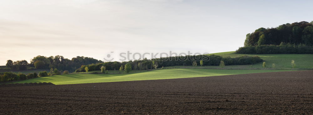 Image, Stock Photo Cow ensemble in late summer light