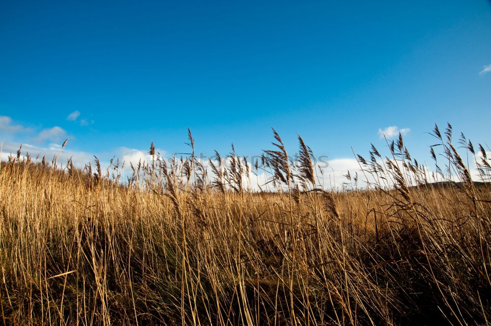 Similar – Image, Stock Photo Müritz Lake Interior lake