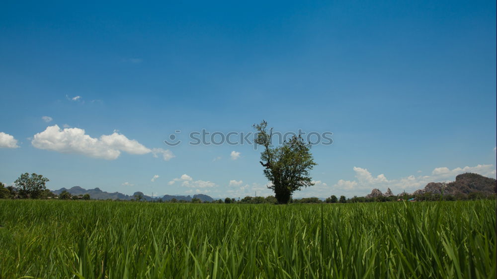 Similar – Image, Stock Photo Field path, maize field and power poles with bright sun