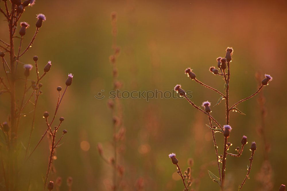 Similar – Image, Stock Photo Flowers in the field