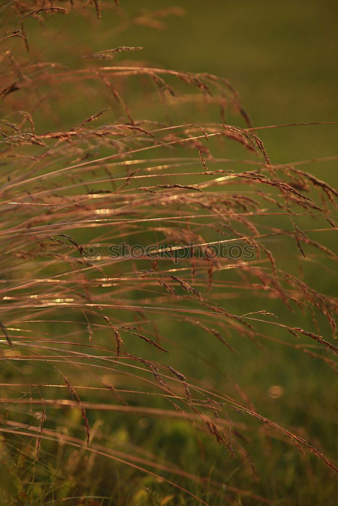 Similar – länger hell Umwelt Natur