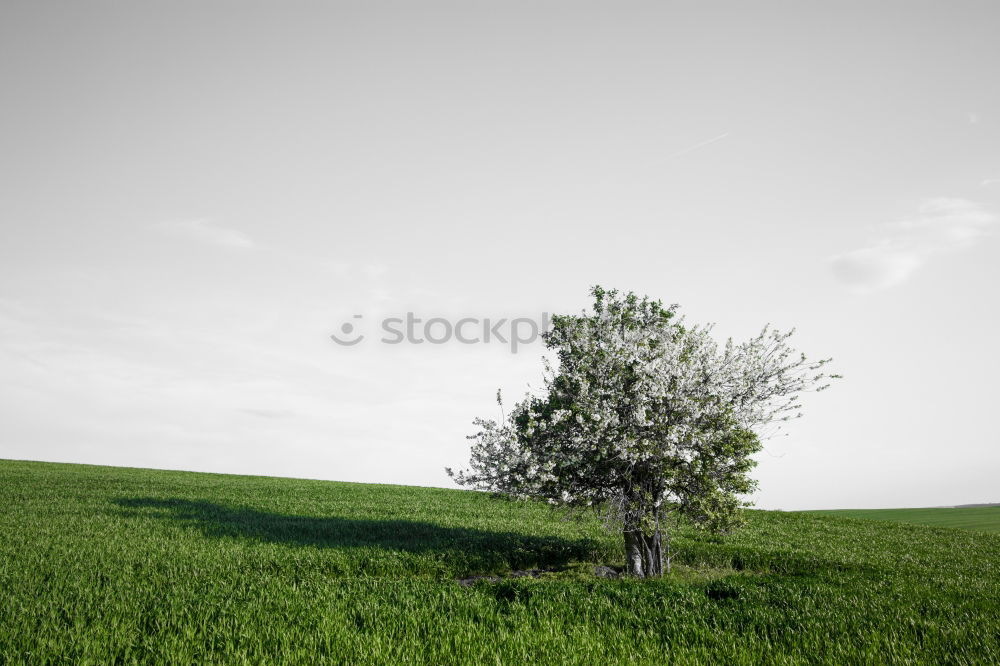 Image, Stock Photo Dream Tree V Autumn Clouds