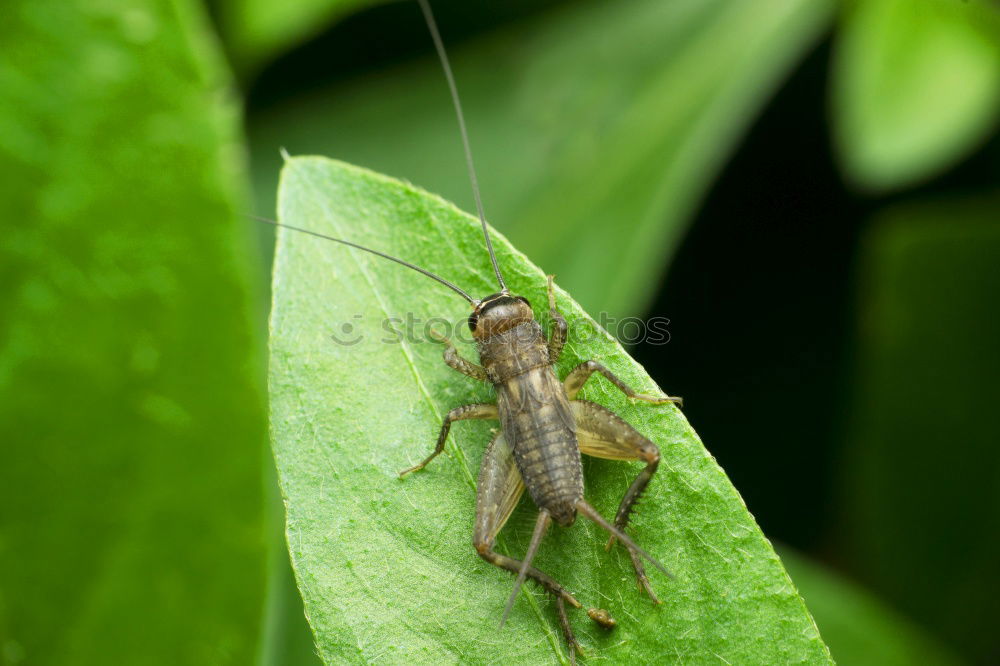 Similar – Image, Stock Photo Spring is here ? May beetle 03