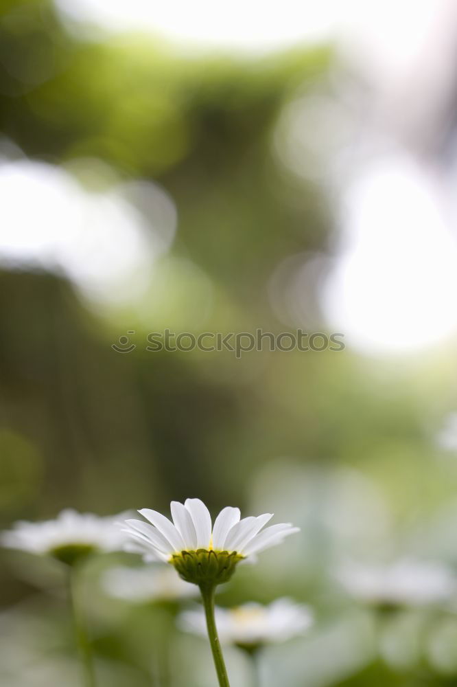 Similar – Daisies from the ant’s perspective