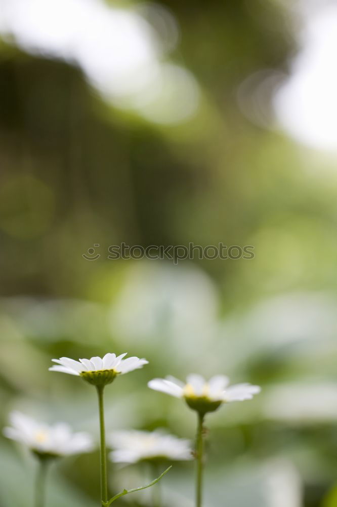 Similar – BuWiRös Natur Frühling