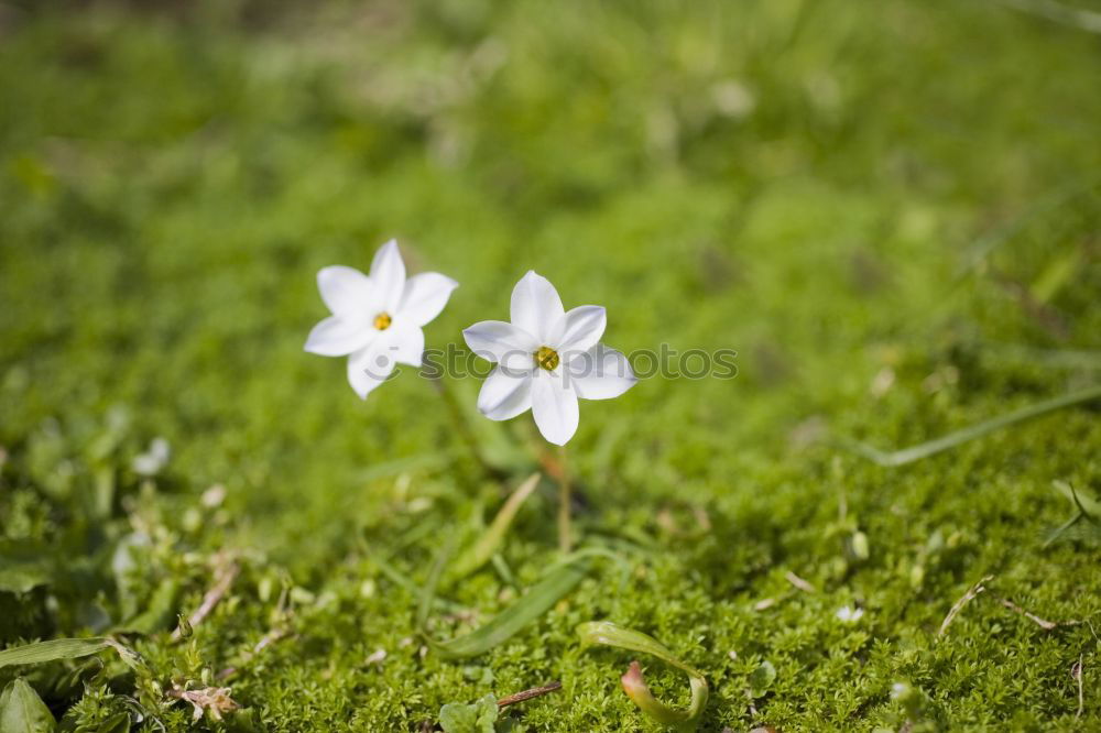 Similar – Image, Stock Photo sun lovers Crocus Grass