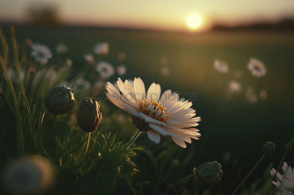 Similar – Image, Stock Photo fleurs des champs Flower