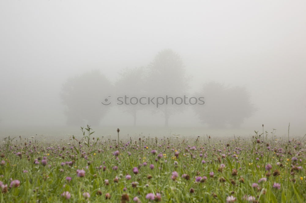 Similar – morning of fog Autumn Fog