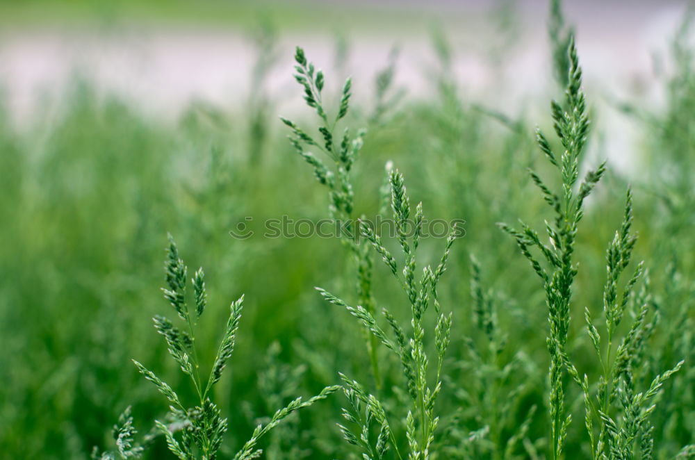 Kräuterlehre Natur Pflanze