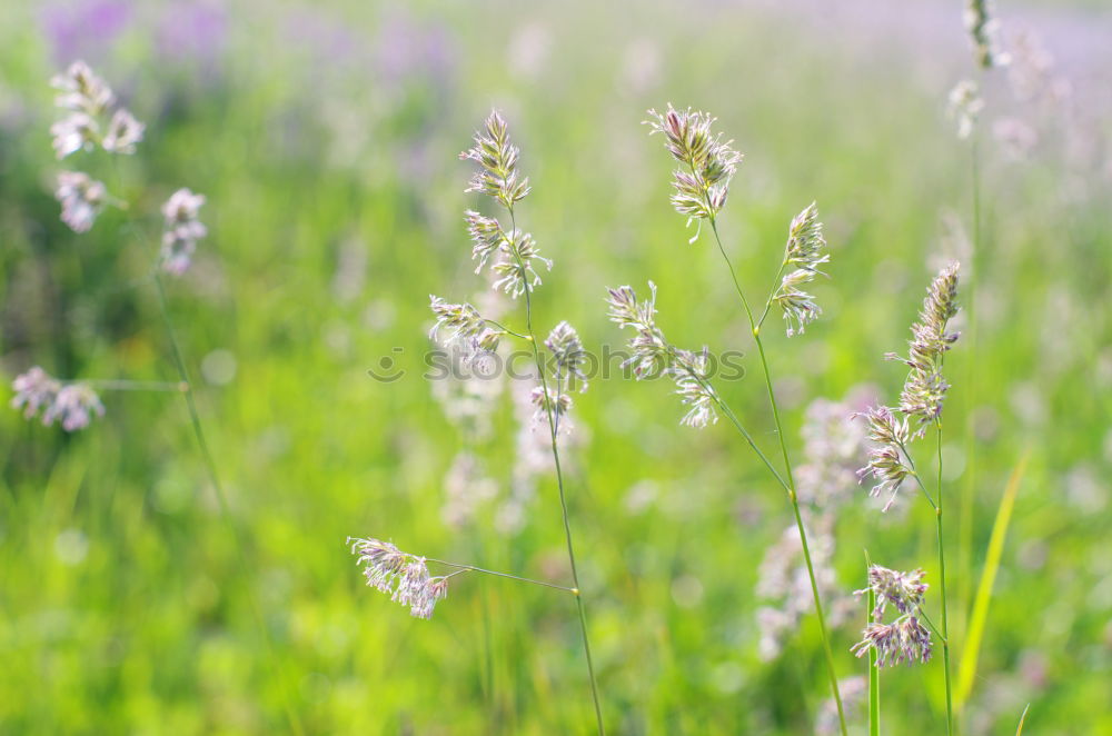 Similar – Image, Stock Photo Gramineae Herbs in the Meadow