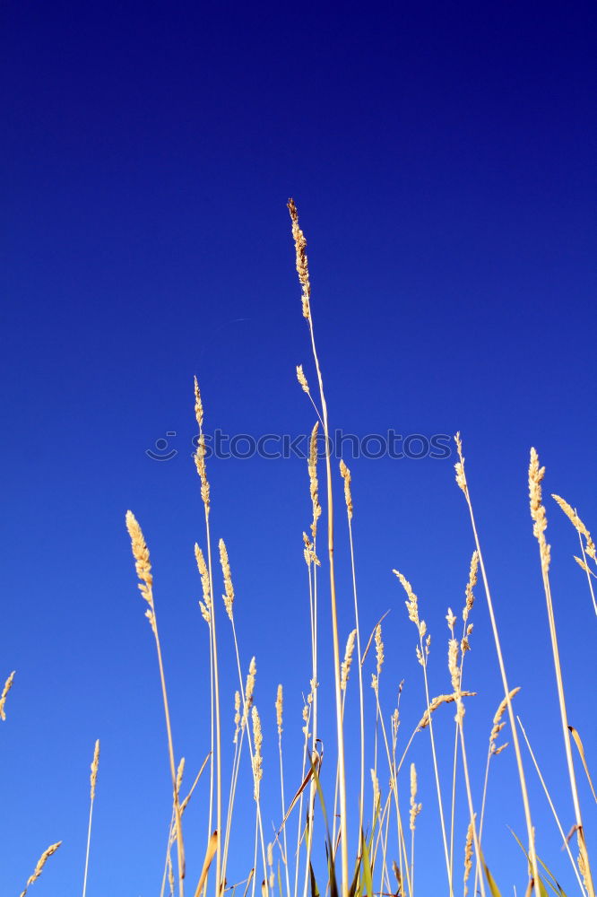 Similar – Foto Bild texel_02 Strand Schilfrohr