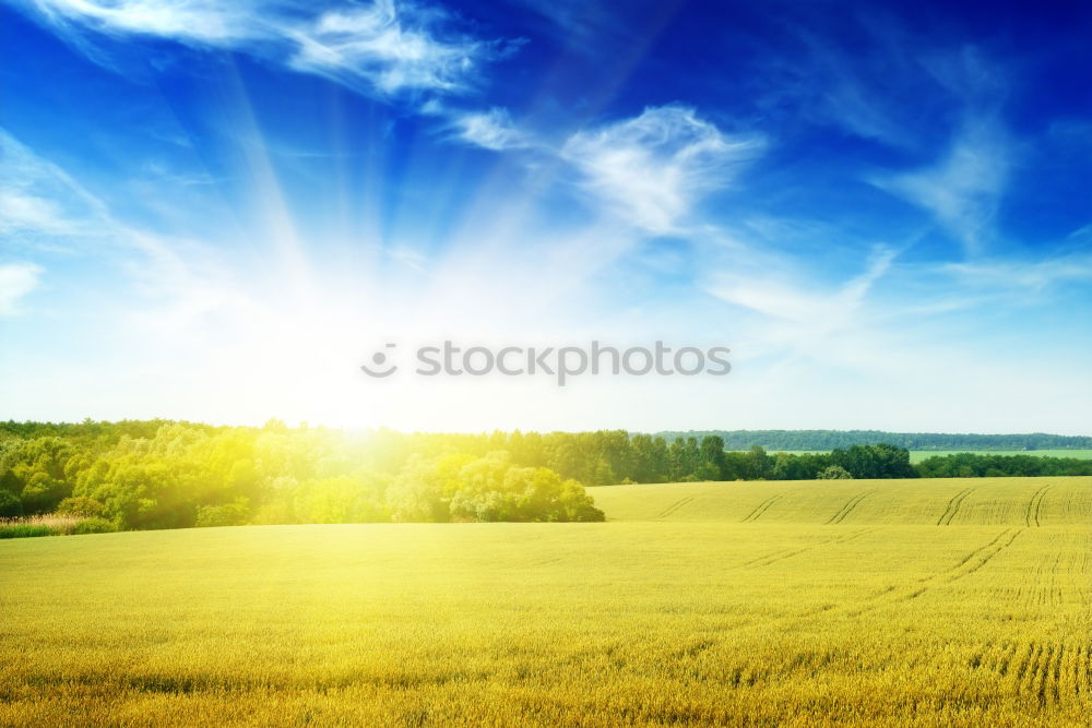 Similar – Image, Stock Photo Way between rapeseed fields and blue sky