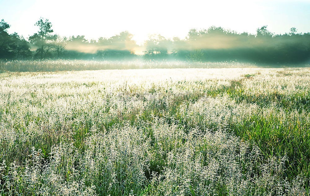 Similar – Blooming apple orchard with yellow dandelions in spring