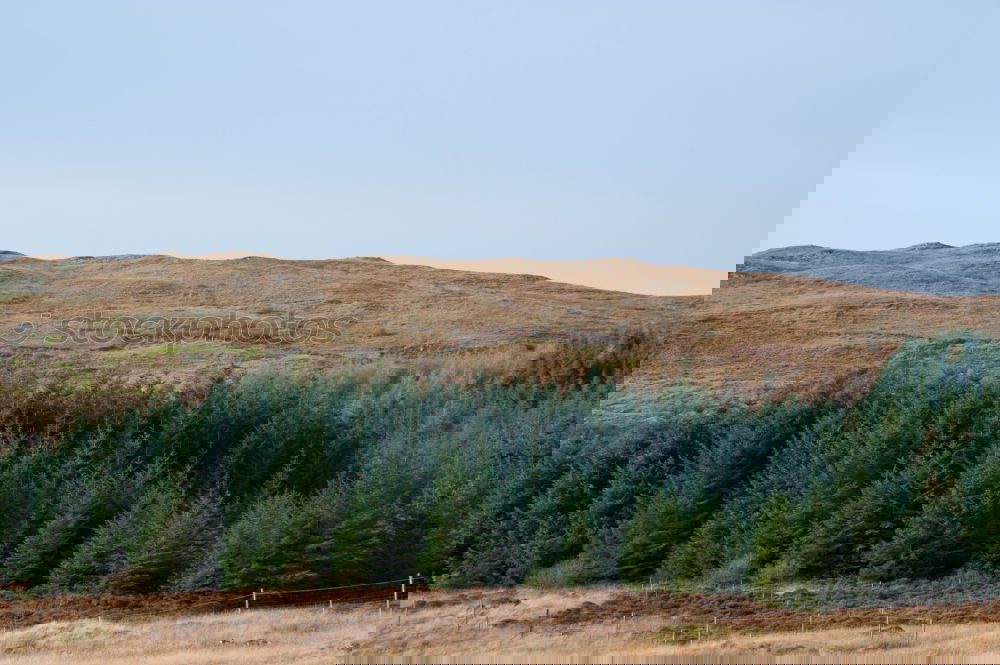 Foto Bild Aufforstung Landschaft