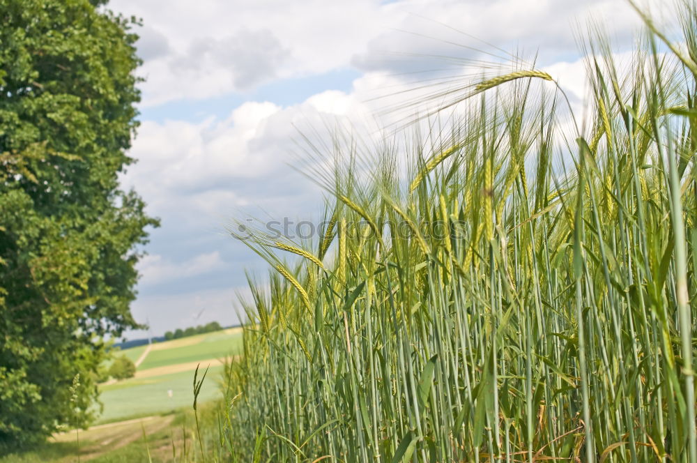 Similar – meadow edge Meadow Grass