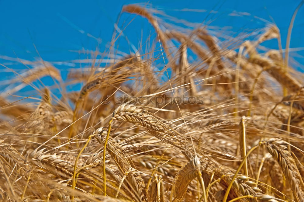 Similar – Foto Bild euer_Aehren_1 Weizen Feld