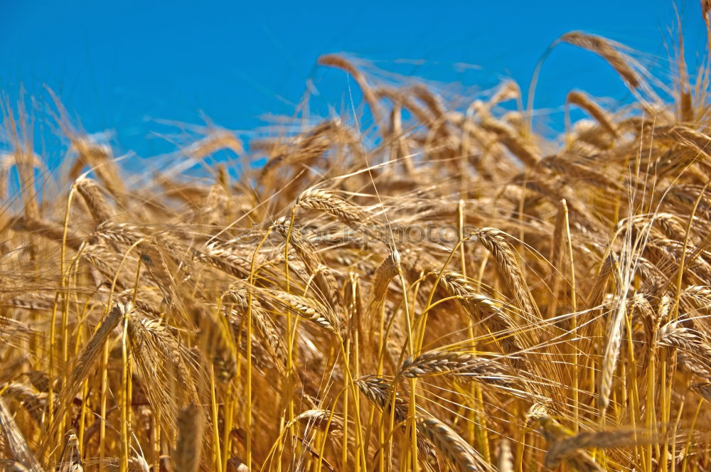 Similar – Foto Bild euer_Aehren_1 Weizen Feld