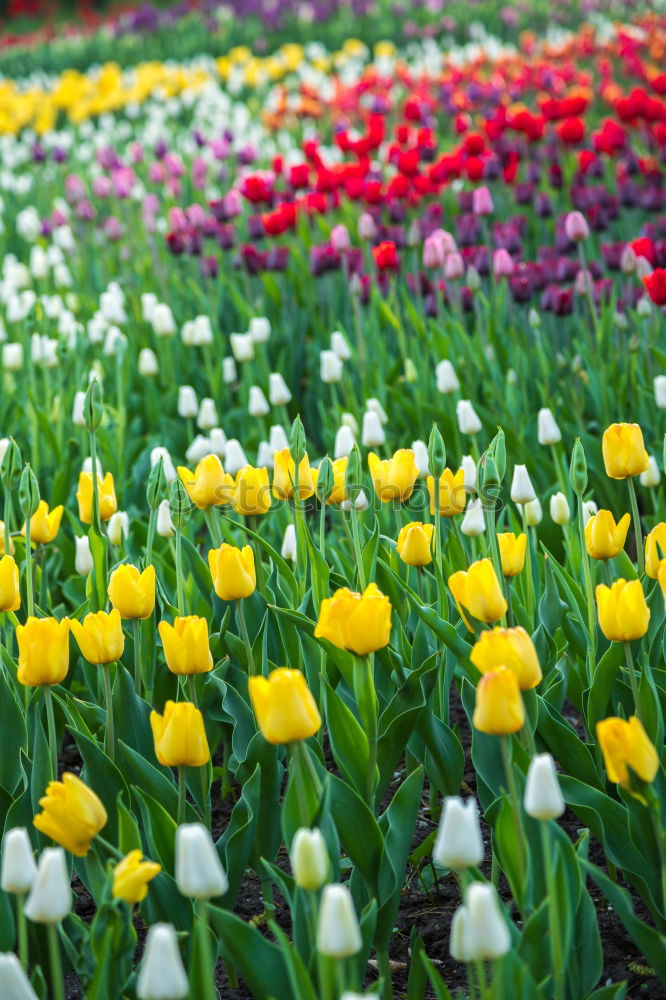 Similar – tulip garden