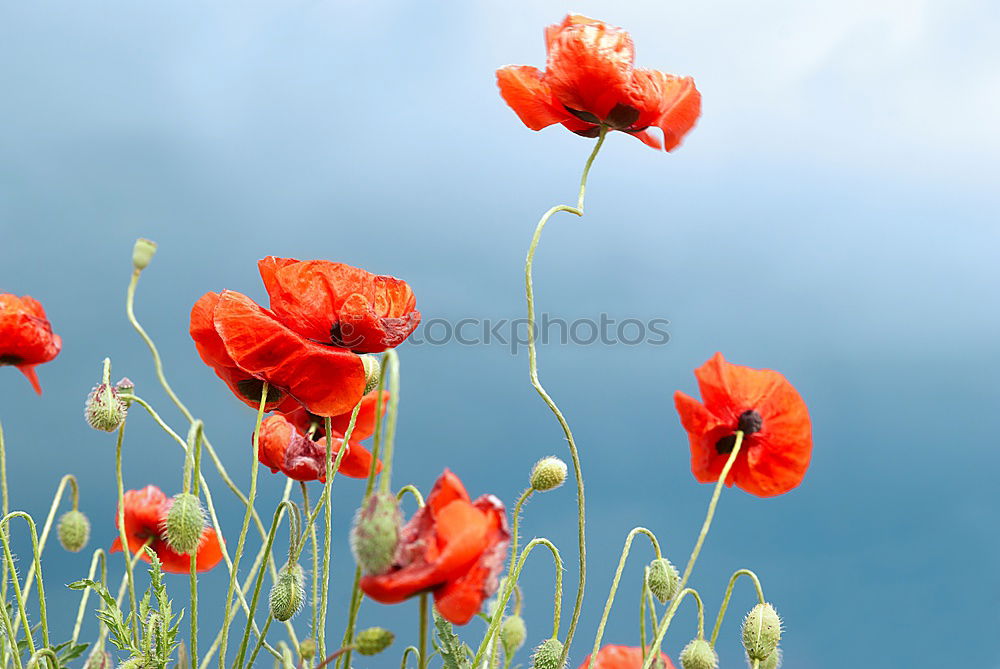 Similar – poppies Environment Nature