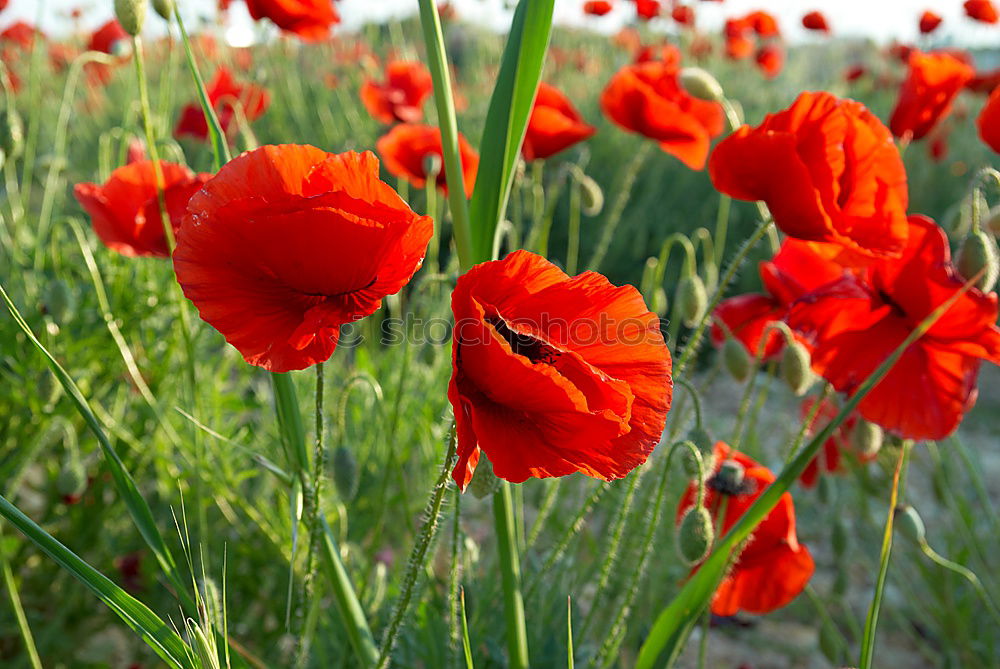 Similar – Mohnblüten und Margariten auf einer Wiese