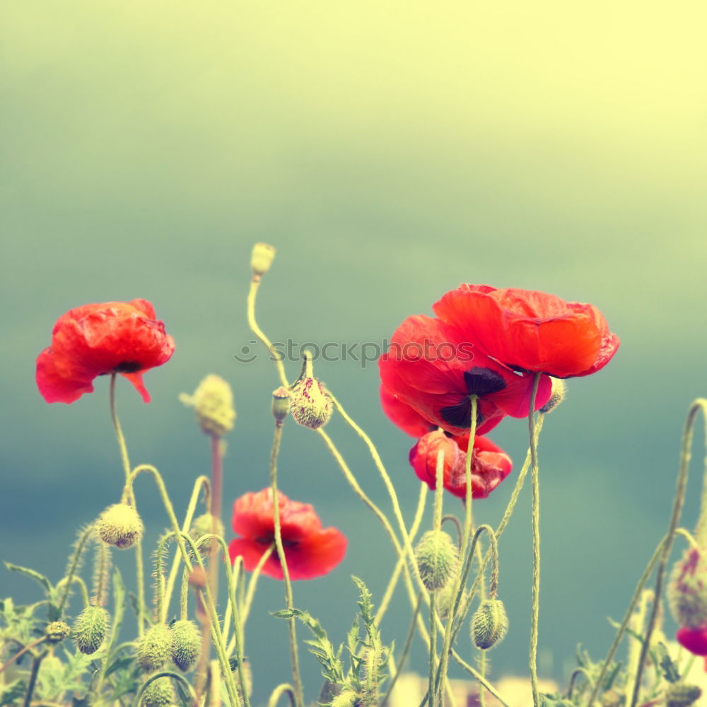 Similar – Foto Bild Mado-Mohn grün Wiese Blume