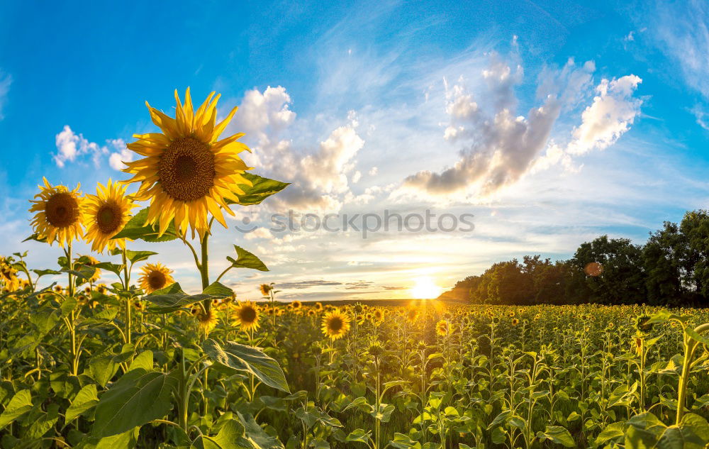 Similar – Foto Bild das Leben ist schön Wiese