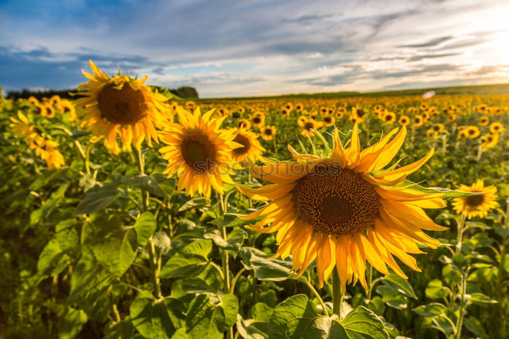 Similar – Sundown in the sunflower field