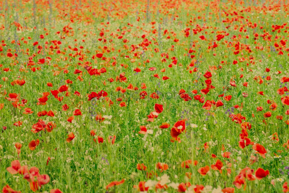 Similar – Poppy seed in cornfield