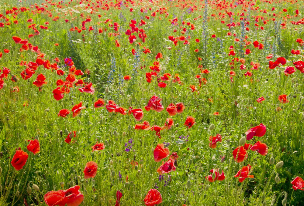 Similar – Image, Stock Photo Field with red blooming poppies on a spring day